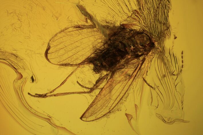 Fossil Moth fly (Psychodidiae) & Fly (Diptera) In Baltic Amber #105478